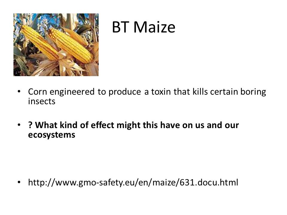 BT Maize Corn engineered to produce a toxin that kills certain boring insects .