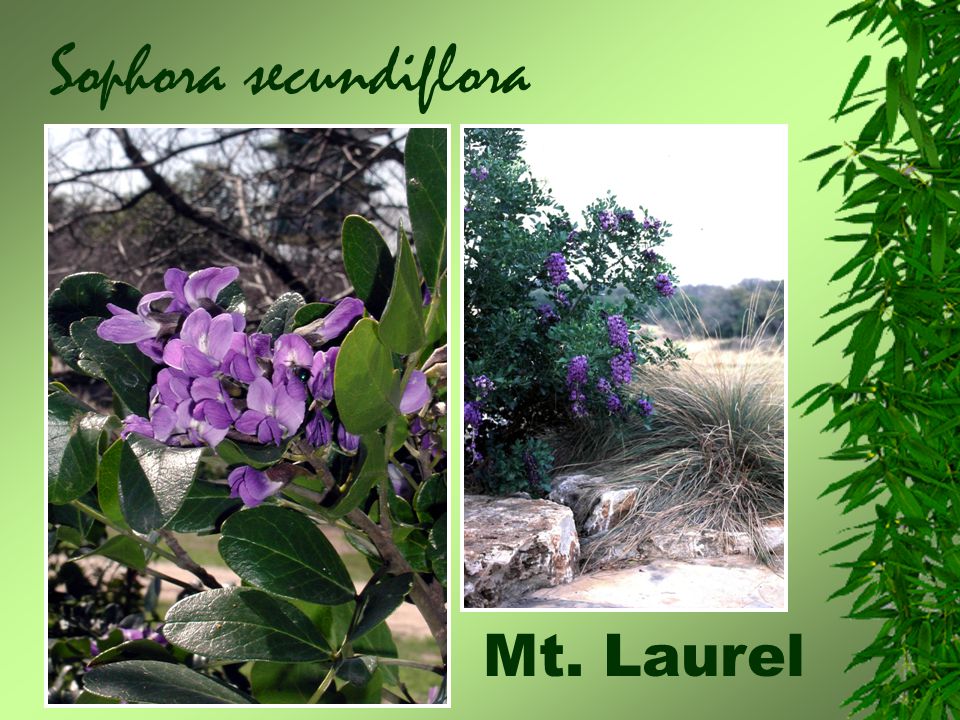 Sophora secundiflora Mt. Laurel