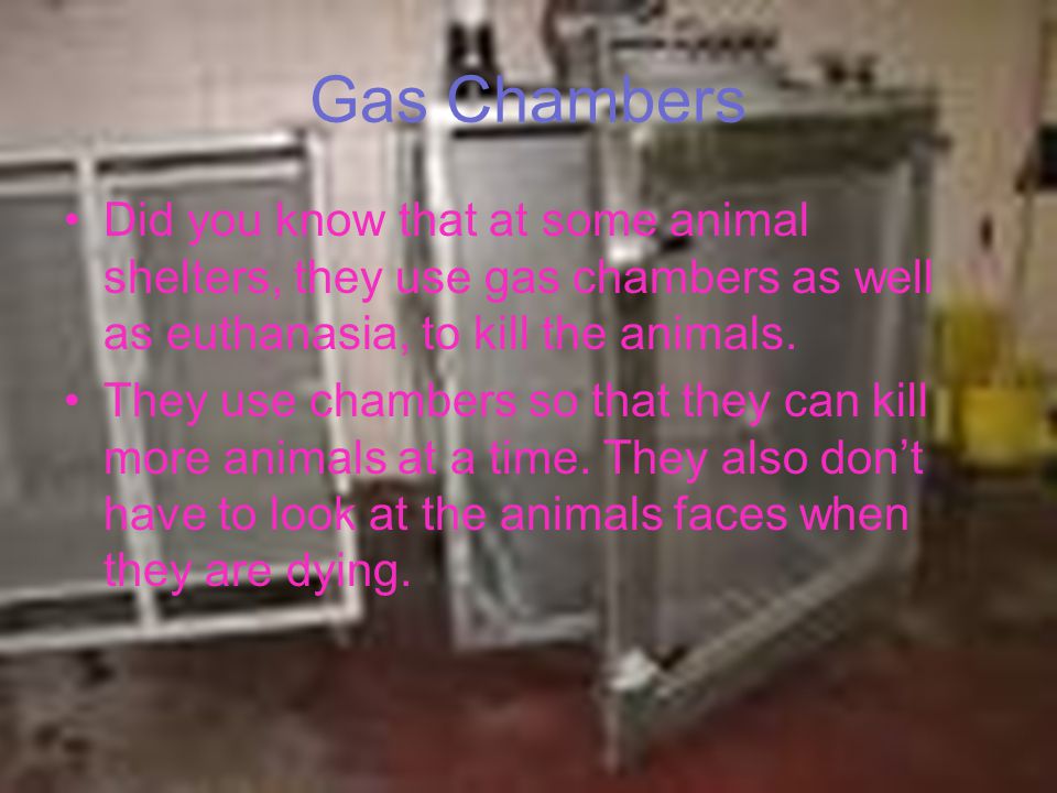 Gas Chambers Did you know that at some animal shelters, they use gas chambers as well as euthanasia, to kill the animals.