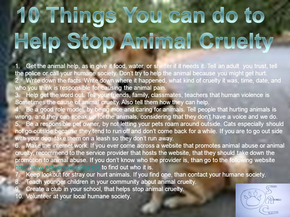 1.Get the animal help, as in give it food, water, or shelter if it needs it.