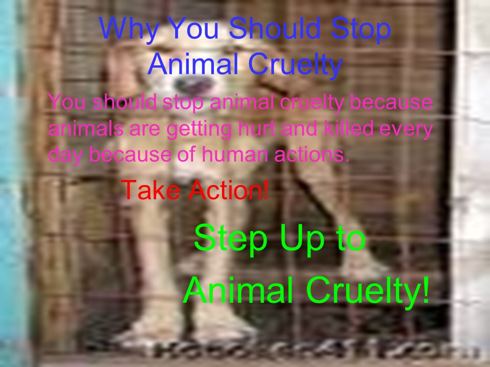 Why You Should Stop Animal Cruelty You should stop animal cruelty because animals are getting hurt and killed every day because of human actions.
