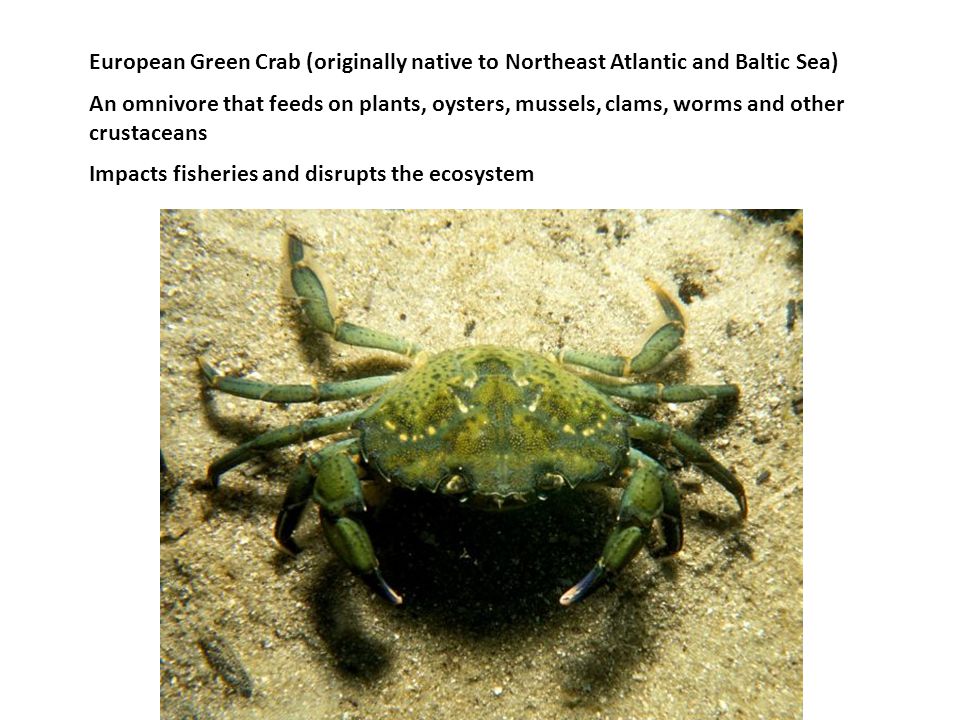 European Green Crab (originally native to Northeast Atlantic and Baltic Sea) An omnivore that feeds on plants, oysters, mussels, clams, worms and other crustaceans Impacts fisheries and disrupts the ecosystem