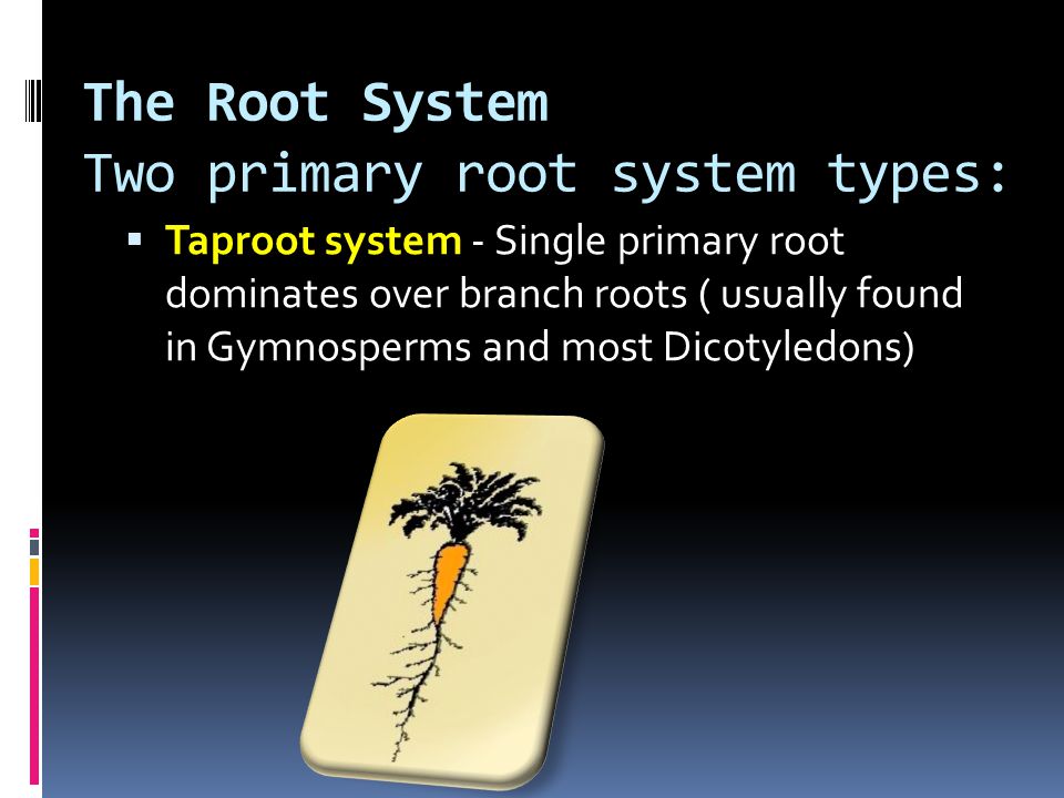 The Root System Two primary root system types:  Taproot system - Single primary root dominates over branch roots ( usually found in Gymnosperms and most Dicotyledons)