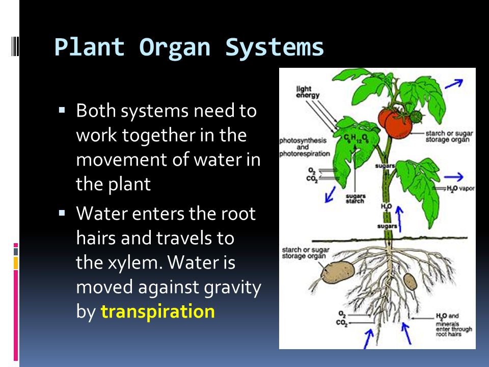 Plant Organ Systems  Both systems need to work together in the movement of water in the plant  Water enters the root hairs and travels to the xylem.