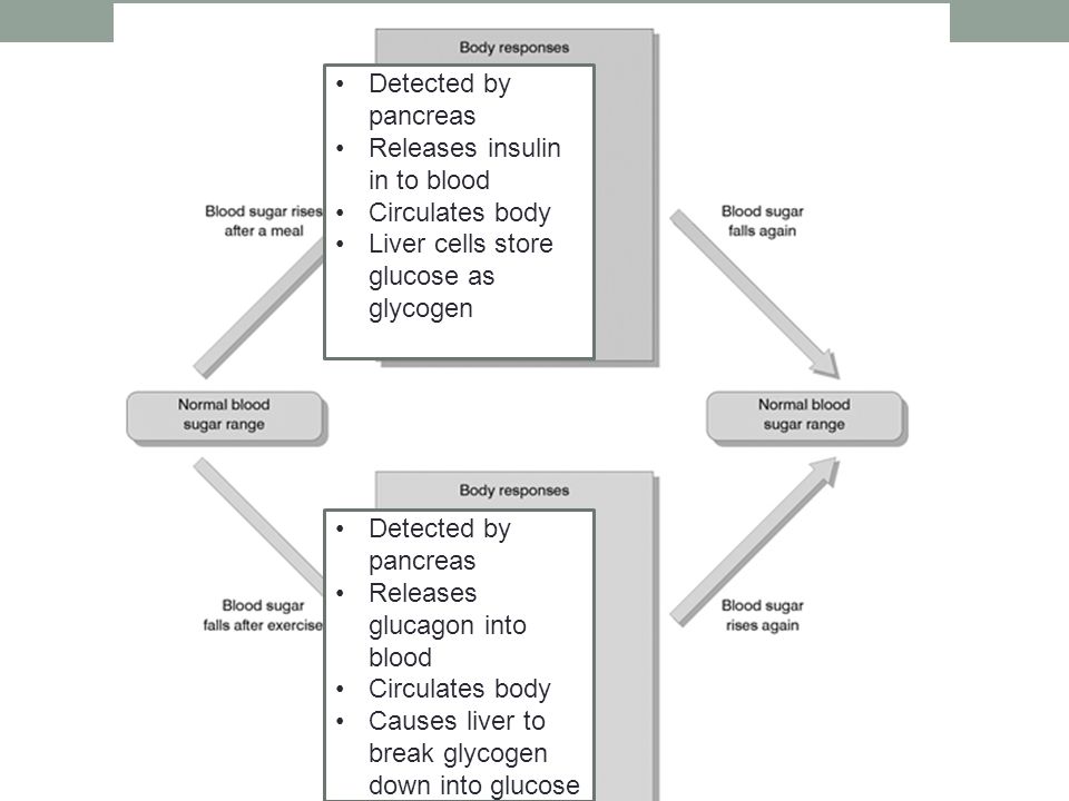 Detected by pancreas Releases insulin in to blood Circulates body Liver cells store glucose as glycogen Detected by pancreas Releases glucagon into blood Circulates body Causes liver to break glycogen down into glucose