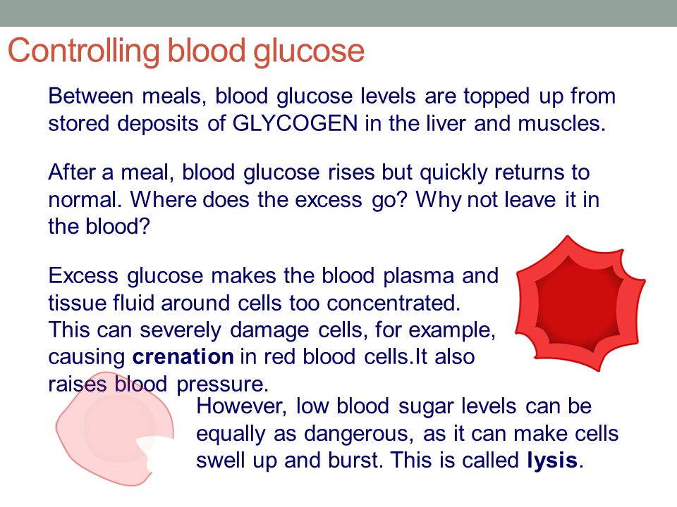 Controlling blood glucose Between meals, blood glucose levels are topped up from stored deposits of GLYCOGEN in the liver and muscles.