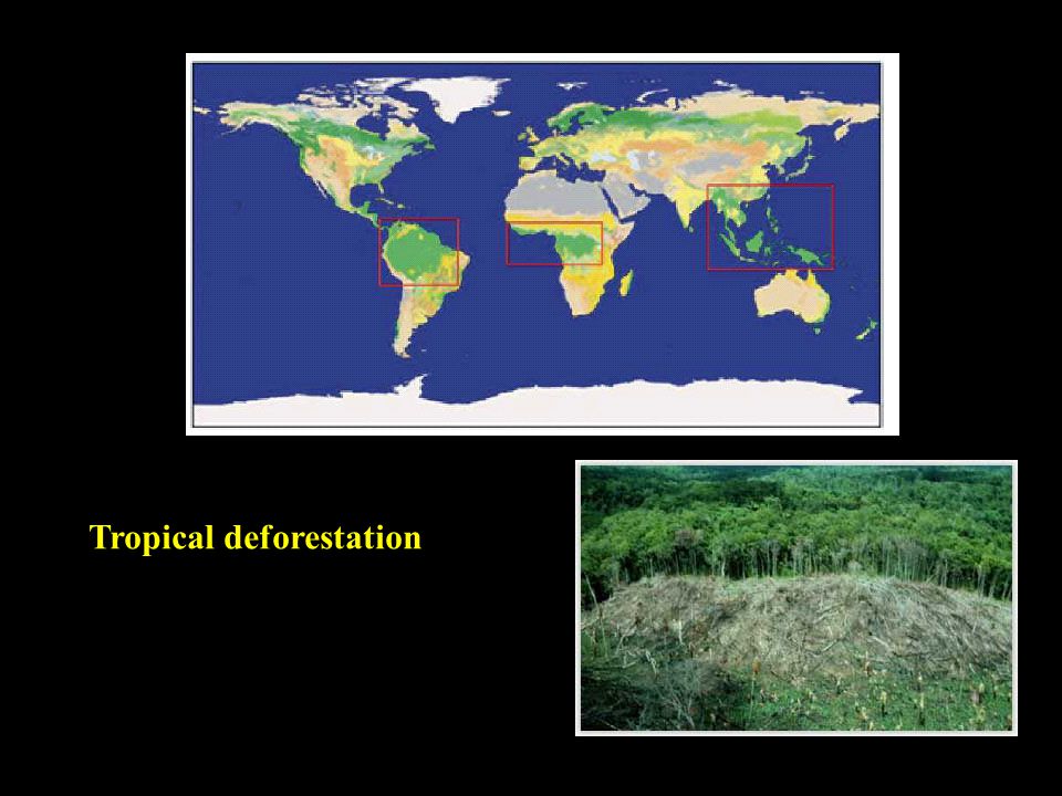 Tropical deforestation