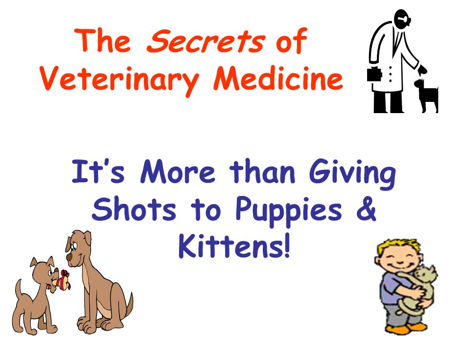 It’s More than Giving Shots to Puppies & Kittens! The Secrets of Veterinary Medicine
