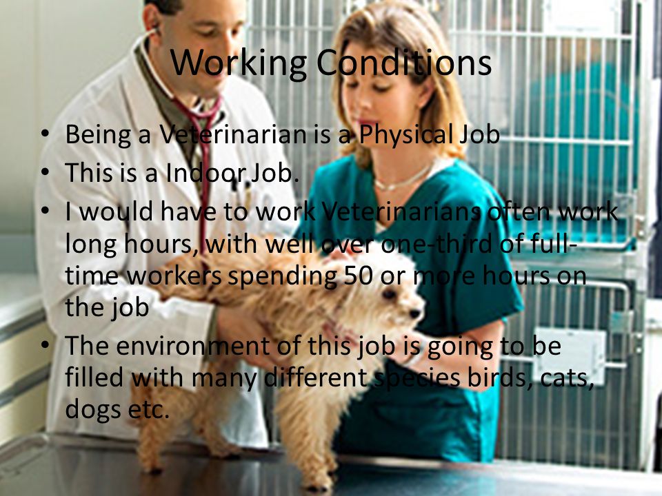 Working Conditions Being a Veterinarian is a Physical Job This is a Indoor Job.
