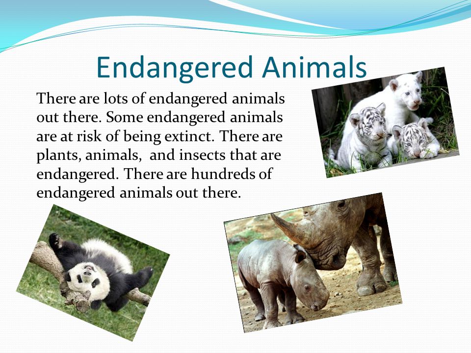 Endangered Animals There are lots of endangered animals out there. Some  endangered animals are at risk of being extinct. There are plants, animals,  and. - ppt download