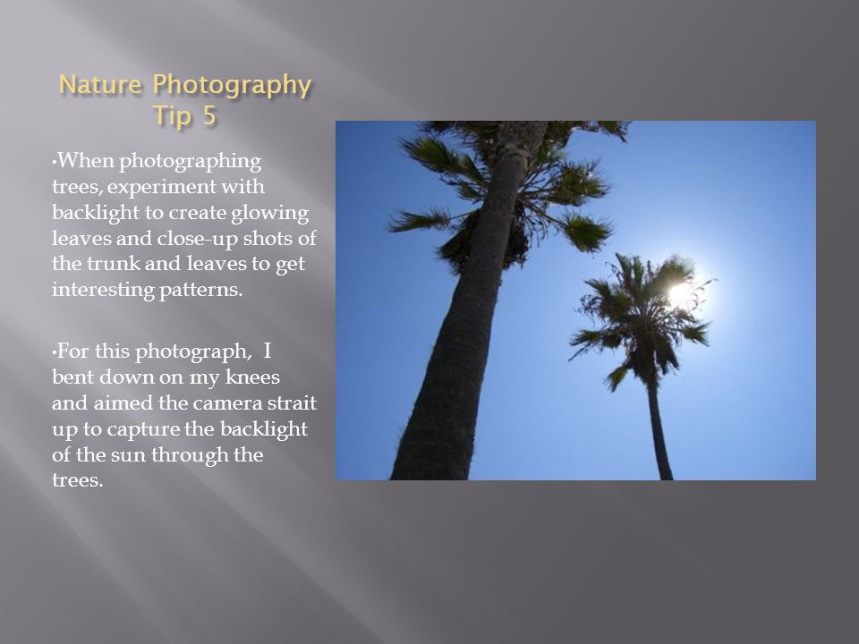 Nature Photography Tip 5 When photographing trees, experiment with backlight to create glowing leaves and close-up shots of the trunk and leaves to get interesting patterns.