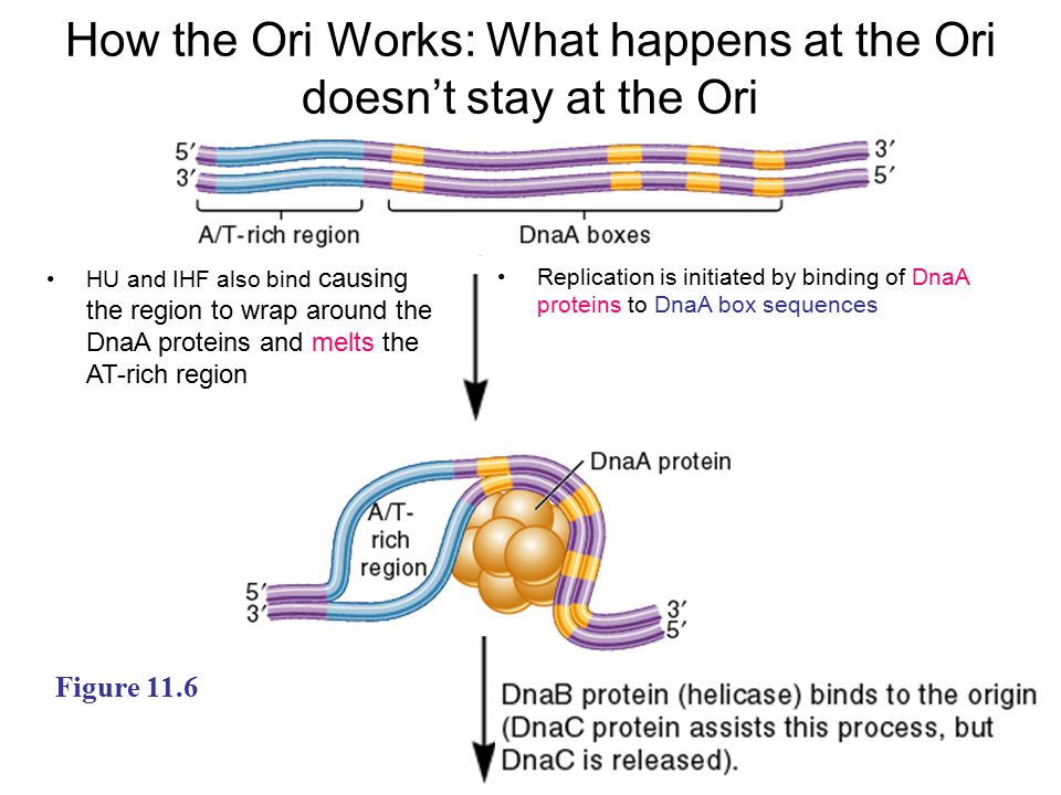 DNA Replication Part 1 Principle Features. Figure 11.1 Identical base  sequences Mechanistic Overview. - ppt download
