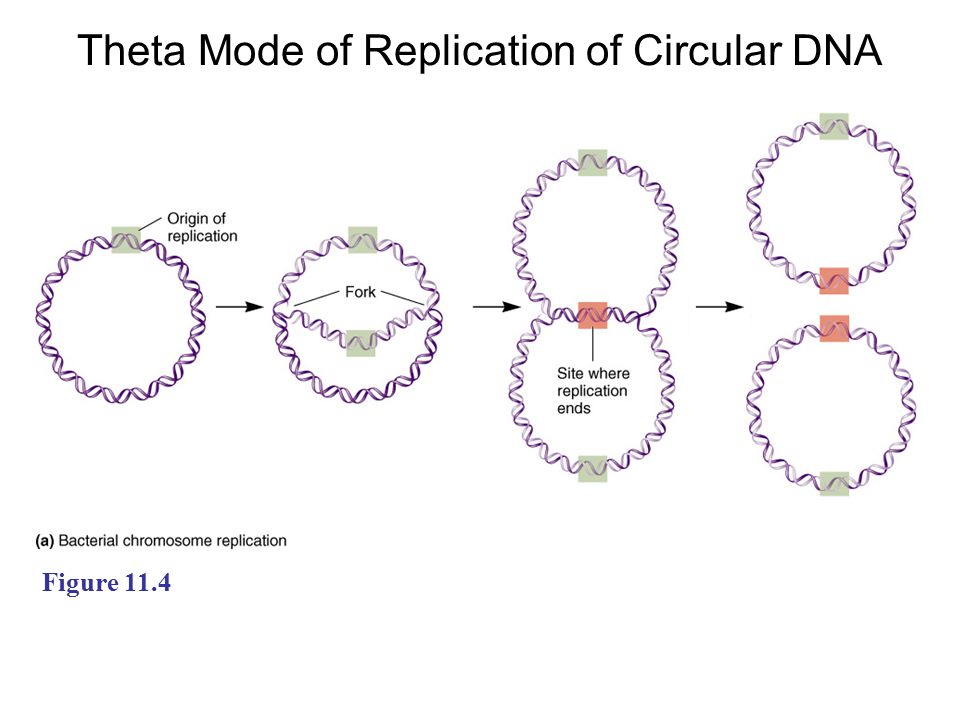Dna Replication Part 1 Principle Features Figure 11 1 Identical Base Sequences Mechanistic Overview Ppt Download