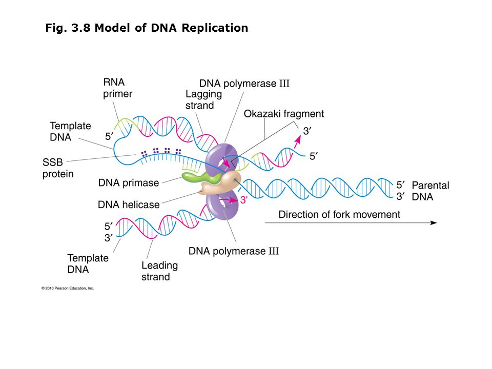 Фермент хеликаза. Модели репликации ДНК. Инициация репликации ДНК. Белки участвующие в репликации ДНК. Ошибки репликации ДНК.