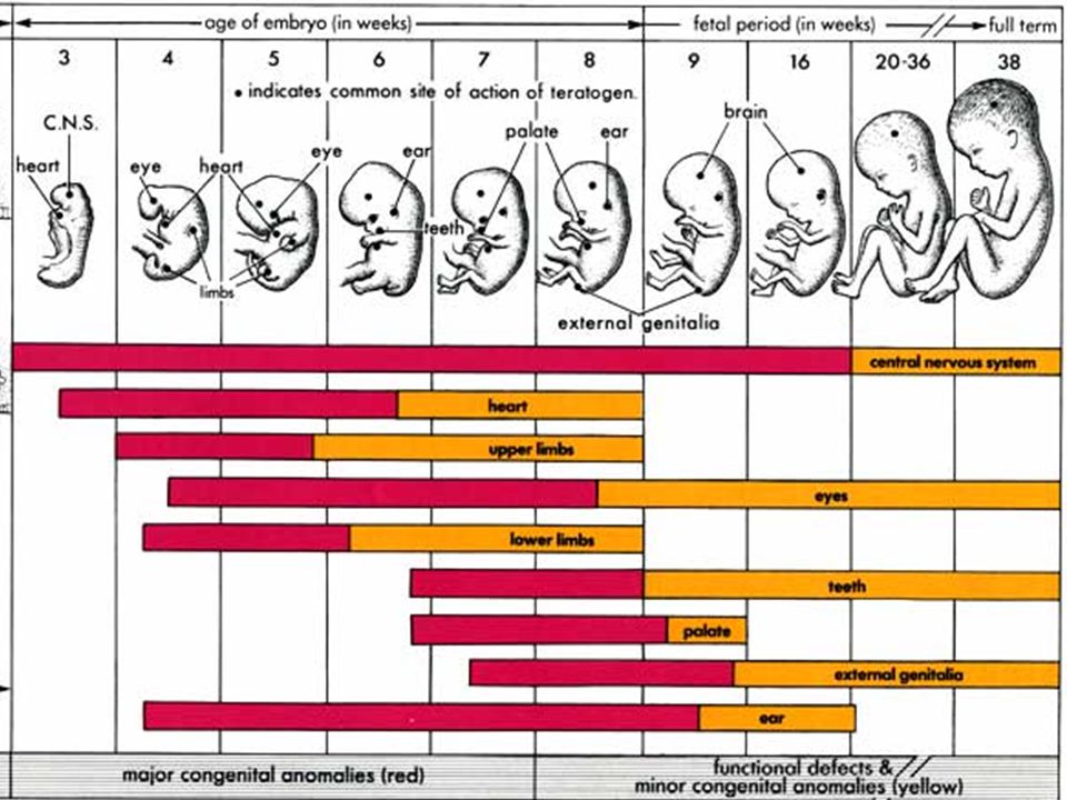 Age periods. Тератогенный терминационный период. Календарь беременности в картинках. Эмбриотоксичность фото.