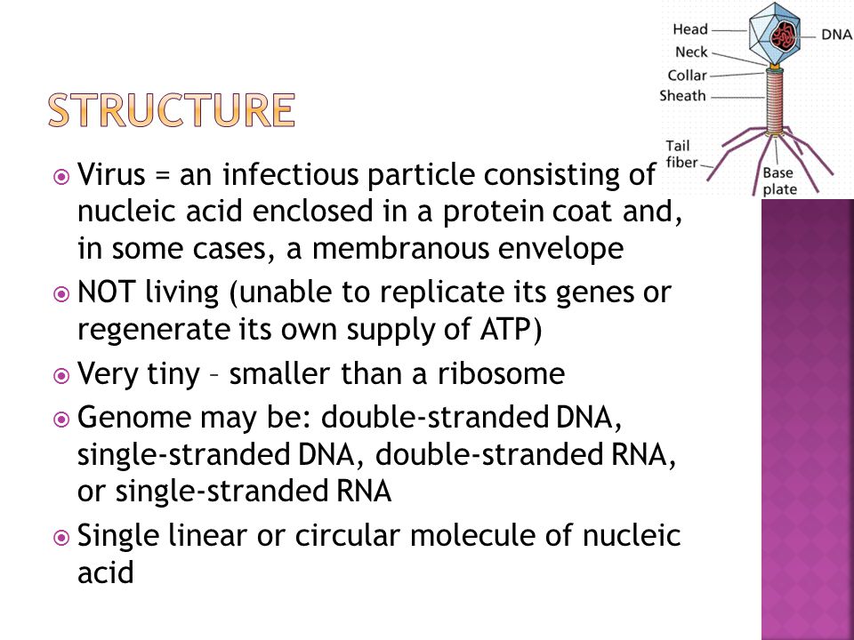  Virus = an infectious particle consisting of nucleic acid enclosed in a protein coat and, in some cases, a membranous envelope  NOT living (unable to replicate its genes or regenerate its own supply of ATP)  Very tiny – smaller than a ribosome  Genome may be: double-stranded DNA, single-stranded DNA, double-stranded RNA, or single-stranded RNA  Single linear or circular molecule of nucleic acid