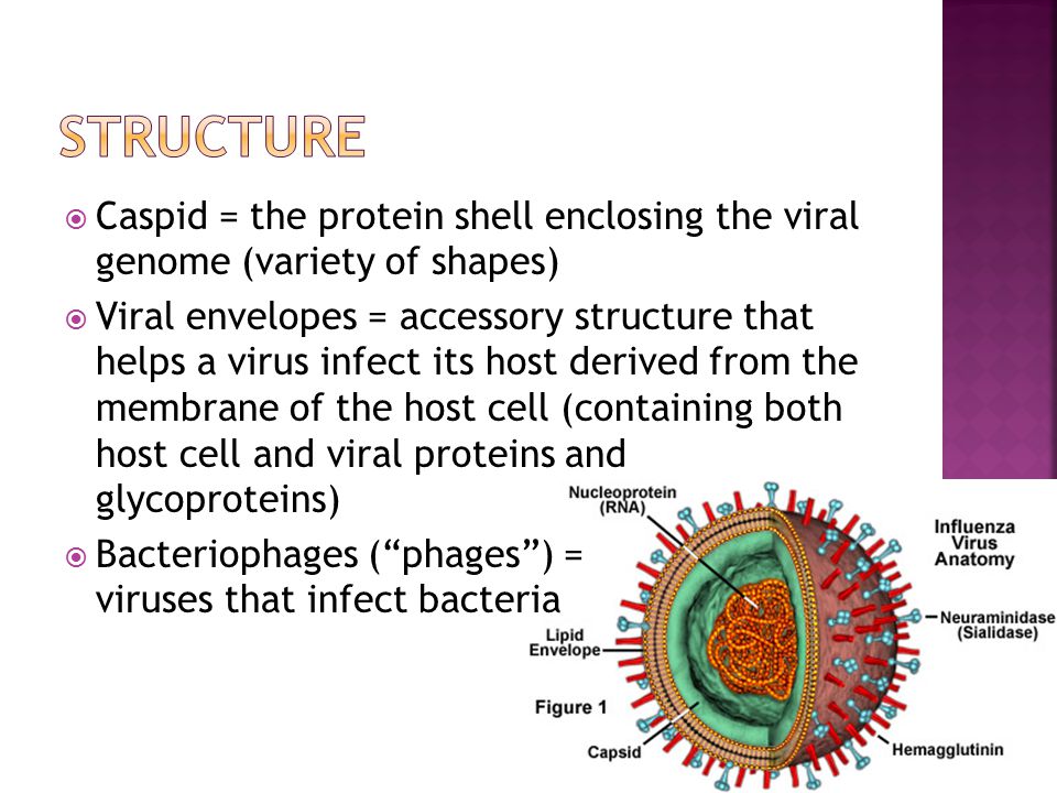 Caspid = the protein shell enclosing the viral genome (variety of shapes)  Viral envelopes = accessory structure that helps a virus infect its host derived from the membrane of the host cell (containing both host cell and viral proteins and glycoproteins)  Bacteriophages ( phages ) = viruses that infect bacteria
