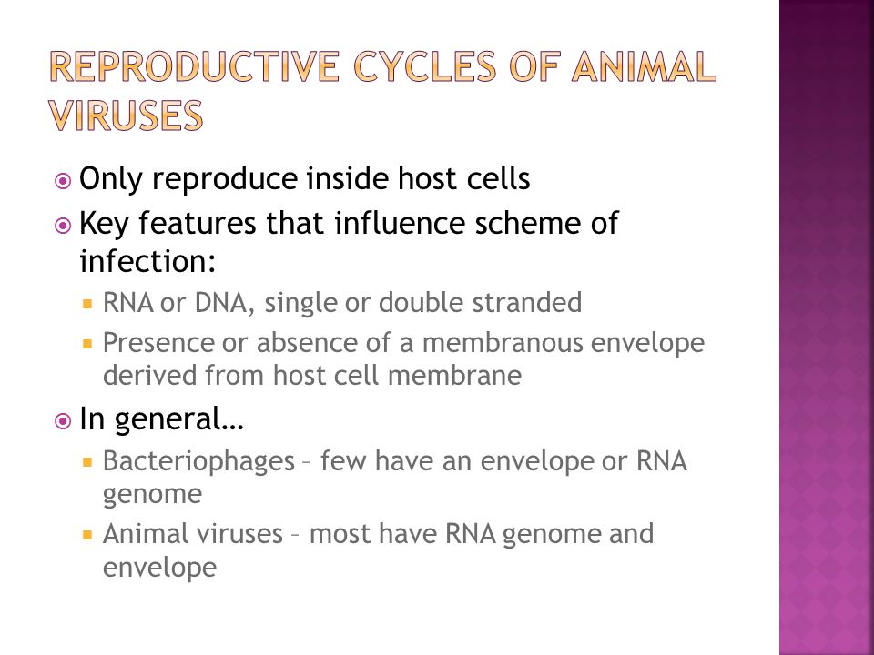  Only reproduce inside host cells  Key features that influence scheme of infection:  RNA or DNA, single or double stranded  Presence or absence of a membranous envelope derived from host cell membrane  In general…  Bacteriophages – few have an envelope or RNA genome  Animal viruses – most have RNA genome and envelope