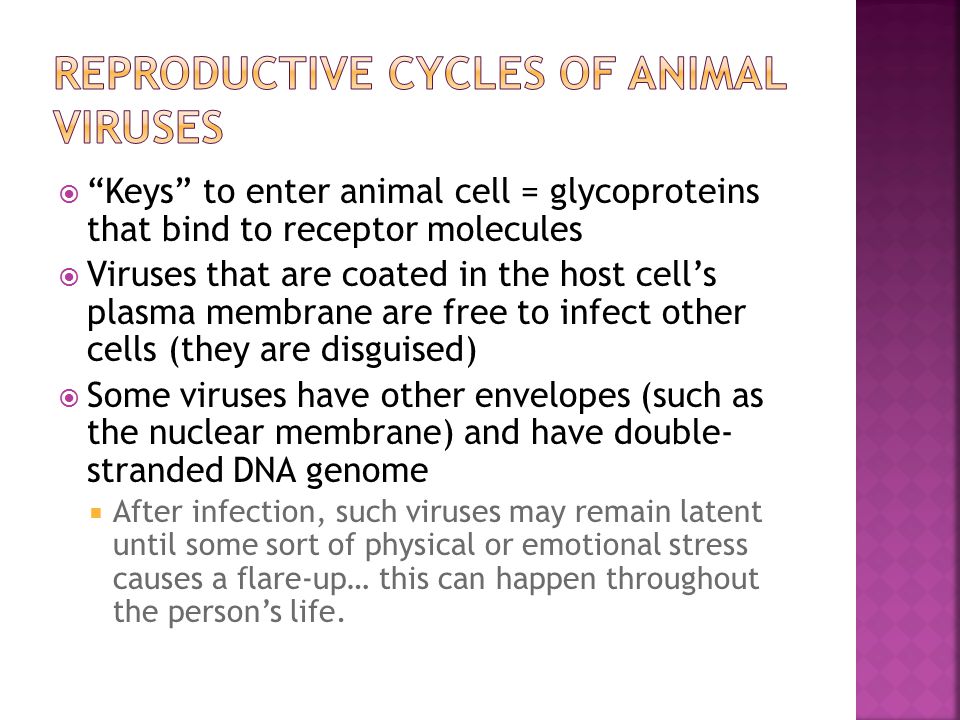  Keys to enter animal cell = glycoproteins that bind to receptor molecules  Viruses that are coated in the host cell’s plasma membrane are free to infect other cells (they are disguised)  Some viruses have other envelopes (such as the nuclear membrane) and have double- stranded DNA genome  After infection, such viruses may remain latent until some sort of physical or emotional stress causes a flare-up… this can happen throughout the person’s life.