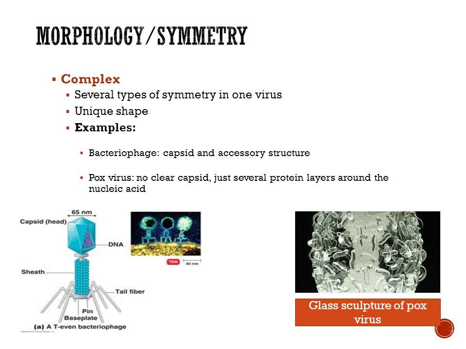  Complex  Several types of symmetry in one virus  Unique shape  Examples:  Bacteriophage: capsid and accessory structure  Pox virus: no clear capsid, just several protein layers around the nucleic acid Glass sculpture of pox virus