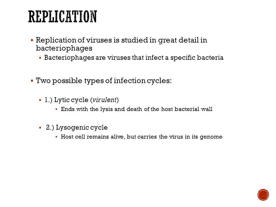  Replication of viruses is studied in great detail in bacteriophages  Bacteriophages are viruses that infect a specific bacteria  Two possible types of infection cycles:  1.) Lytic cycle (virulent)  Ends with the lysis and death of the host bacterial wall  2.) Lysogenic cycle  Host cell remains alive, but carries the virus in its genome