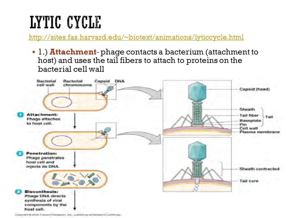  1.) Attachment- phage contacts a bacterium (attachment to host) and uses the tail fibers to attach to proteins on the bacterial cell wall