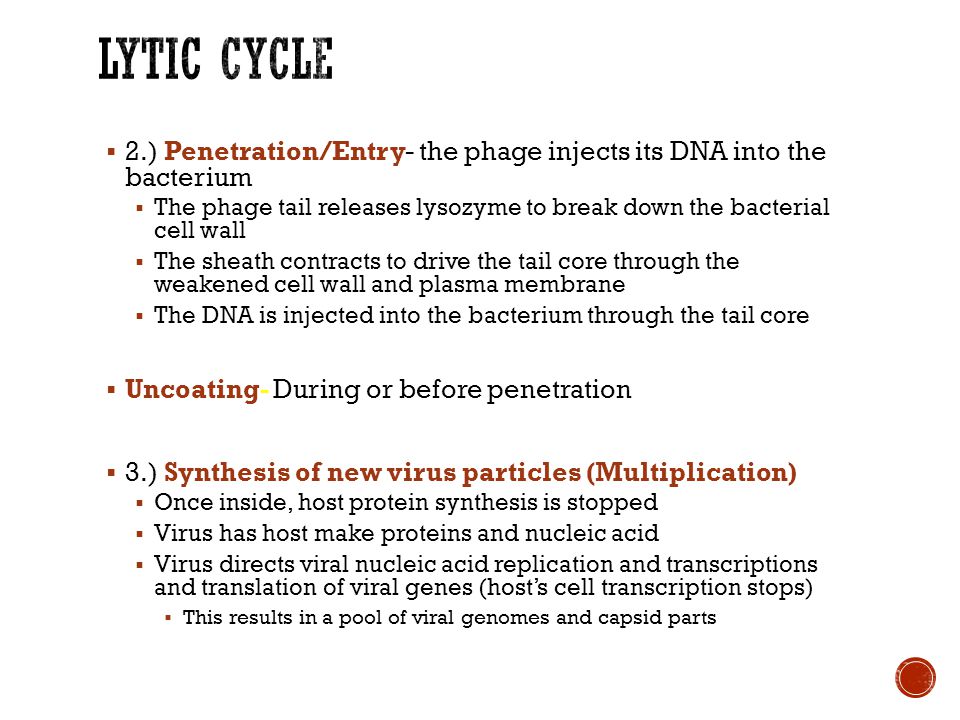  2.) Penetration/Entry- the phage injects its DNA into the bacterium  The phage tail releases lysozyme to break down the bacterial cell wall  The sheath contracts to drive the tail core through the weakened cell wall and plasma membrane  The DNA is injected into the bacterium through the tail core  Uncoating- During or before penetration  3.) Synthesis of new virus particles (Multiplication)  Once inside, host protein synthesis is stopped  Virus has host make proteins and nucleic acid  Virus directs viral nucleic acid replication and transcriptions and translation of viral genes (host’s cell transcription stops)  This results in a pool of viral genomes and capsid parts