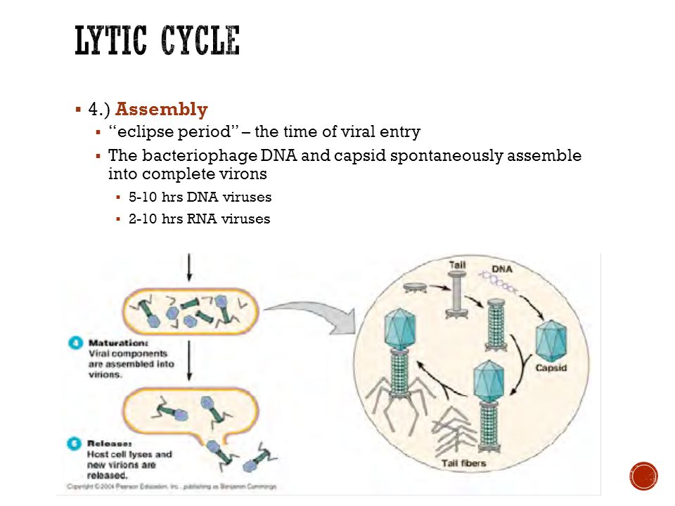  4.) Assembly  eclipse period – the time of viral entry  The bacteriophage DNA and capsid spontaneously assemble into complete virons  5-10 hrs DNA viruses  2-10 hrs RNA viruses