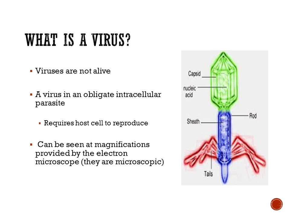  Viruses are not alive  A virus in an obligate intracellular parasite  Requires host cell to reproduce  Can be seen at magnifications provided by the electron microscope (they are microscopic)