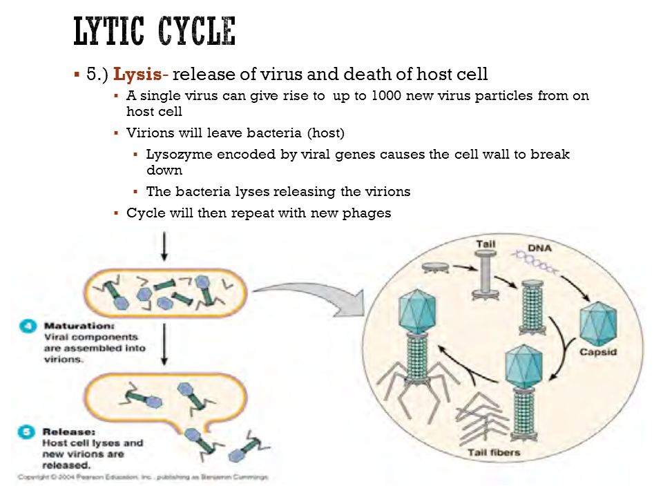  5.) Lysis- release of virus and death of host cell  A single virus can give rise to up to 1000 new virus particles from on host cell  Virions will leave bacteria (host)  Lysozyme encoded by viral genes causes the cell wall to break down  The bacteria lyses releasing the virions  Cycle will then repeat with new phages