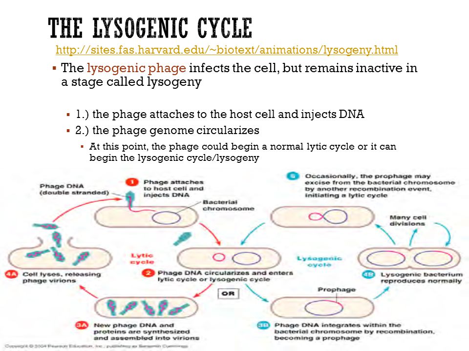  The lysogenic phage infects the cell, but remains inactive in a stage called lysogeny  1.) the phage attaches to the host cell and injects DNA  2.) the phage genome circularizes  At this point, the phage could begin a normal lytic cycle or it can begin the lysogenic cycle/lysogeny