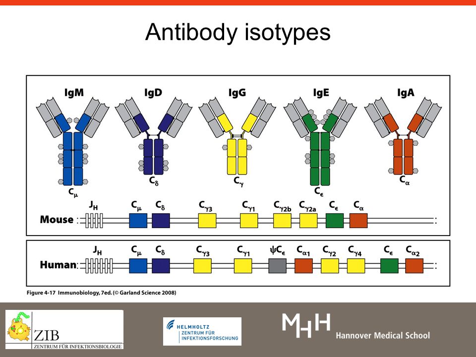 Antibody isotypes
