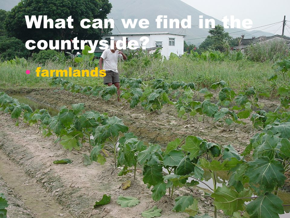 What can we find in the countryside farmlands
