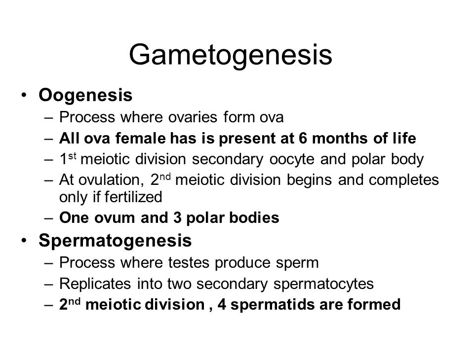 3 Gametogenesis Oogenesis –Process where ovaries form ova –All ova female has is present at 6 months of life –1 st meiotic division secondary oocyte and ... Conception and Fetal Development. Cellular Division Zygote – life ...