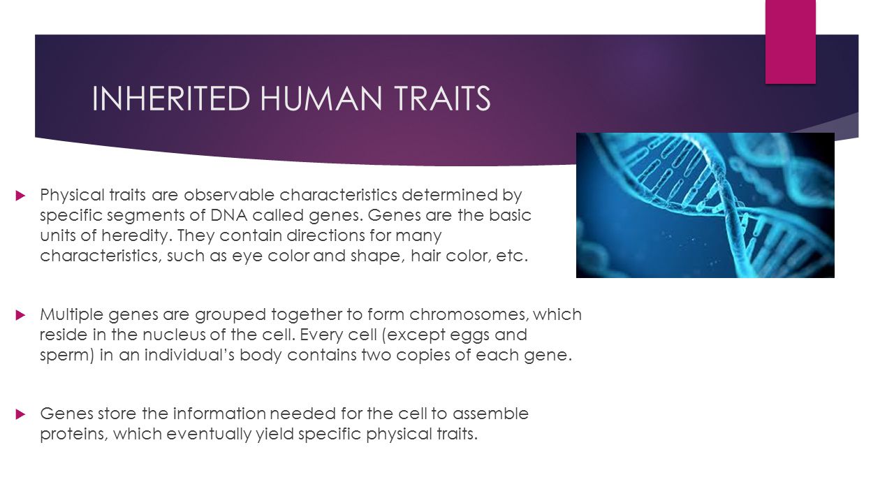 INHERITED HUMAN TRAITS  Physical traits are observable characteristics determined by specific segments of DNA called genes.