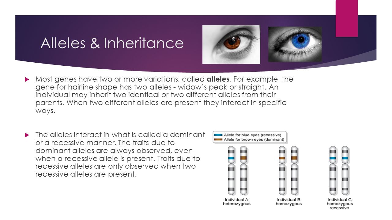 Alleles & Inheritance  Most genes have two or more variations, called alleles.