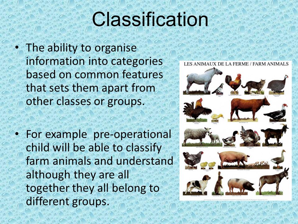 Classification The ability to organise information into categories based on common features that sets them apart from other classes or groups.
