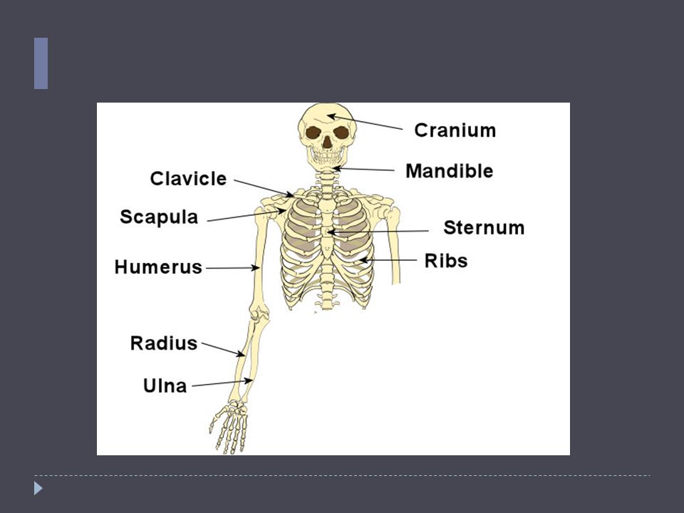 Human Bones Upper body. The Skull Cranium The cranium is a skull bone that  covers the brain, as seen in the skeleton diagram with labels given below.  - ppt download