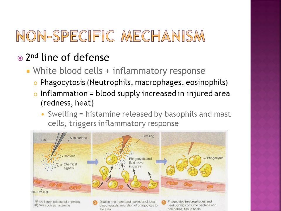  2 nd line of defense  White blood cells + inflammatory response Phagocytosis (Neutrophils, macrophages, eosinophils) Inflammation = blood supply increased in injured area (redness, heat) Swelling = histamine released by basophils and mast cells, triggers inflammatory response