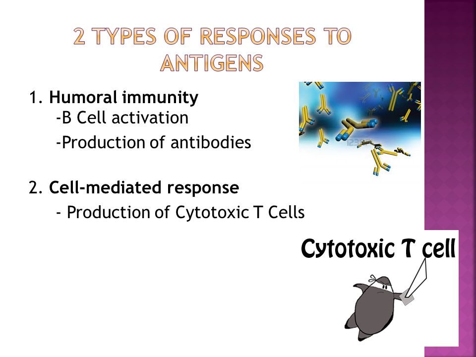 1. Humoral immunity -B Cell activation -Production of antibodies 2.