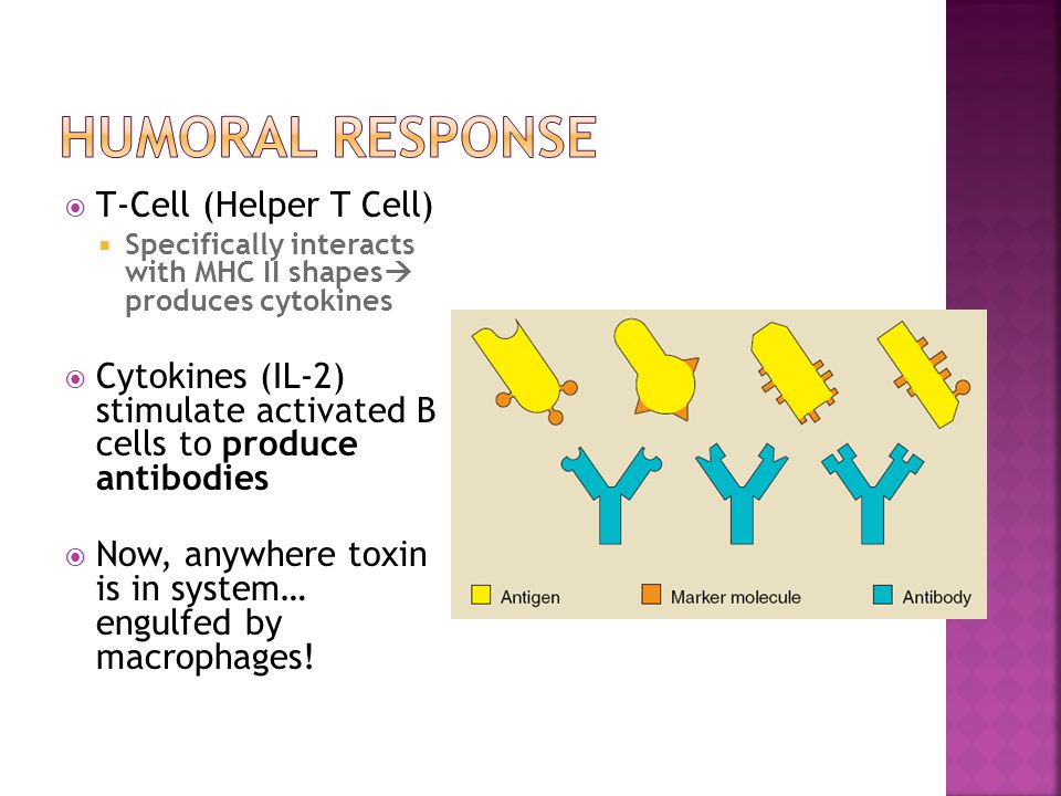  T-Cell (Helper T Cell)  Specifically interacts with MHC II shapes  produces cytokines  Cytokines (IL-2) stimulate activated B cells to produce antibodies  Now, anywhere toxin is in system… engulfed by macrophages!