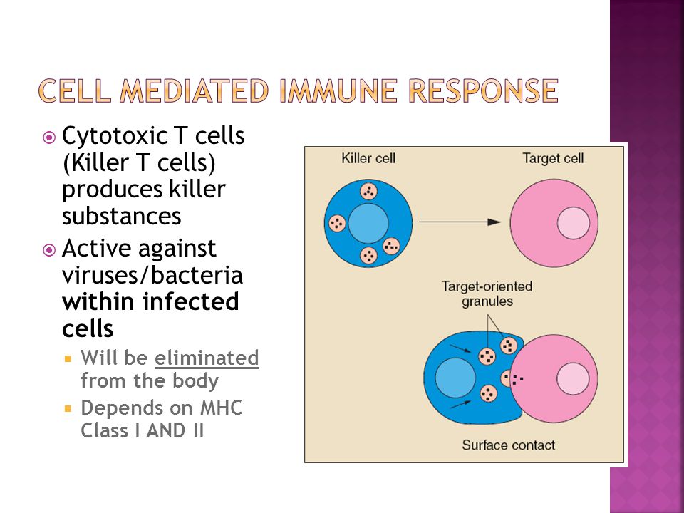  Cytotoxic T cells (Killer T cells) produces killer substances  Active against viruses/bacteria within infected cells  Will be eliminated from the body  Depends on MHC Class I AND II