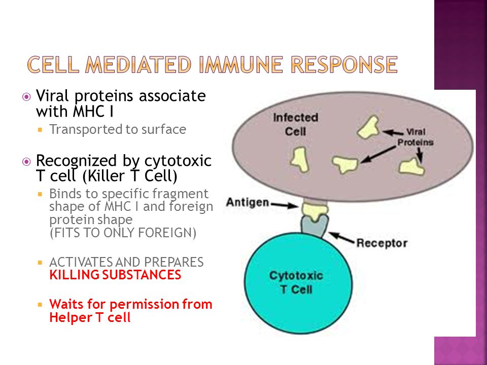  Viral proteins associate with MHC I  Transported to surface  Recognized by cytotoxic T cell (Killer T Cell)  Binds to specific fragment shape of MHC I and foreign protein shape (FITS TO ONLY FOREIGN)  ACTIVATES AND PREPARES KILLING SUBSTANCES  Waits for permission from Helper T cell