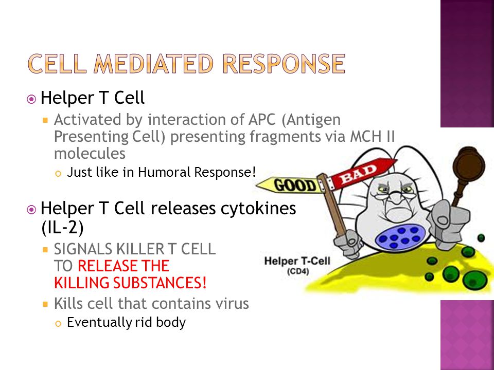  Helper T Cell  Activated by interaction of APC (Antigen Presenting Cell) presenting fragments via MCH II molecules Just like in Humoral Response.