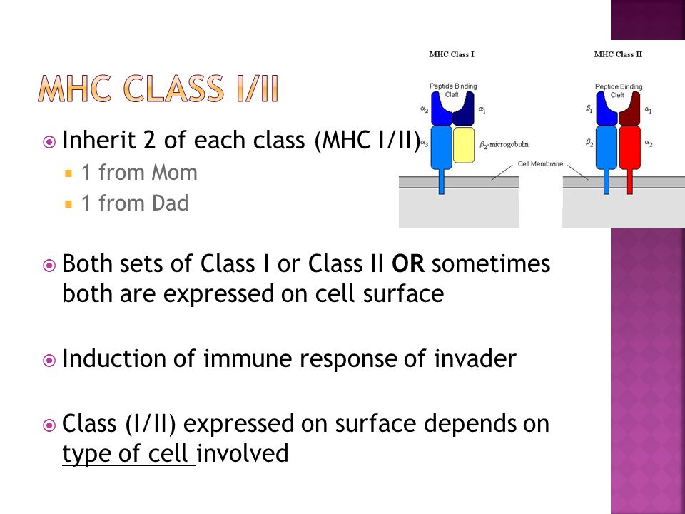  Inherit 2 of each class (MHC I/II)  1 from Mom  1 from Dad  Both sets of Class I or Class II OR sometimes both are expressed on cell surface  Induction of immune response of invader  Class (I/II) expressed on surface depends on type of cell involved
