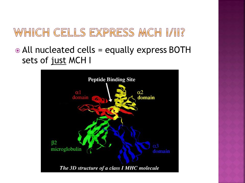  All nucleated cells = equally express BOTH sets of just MCH I