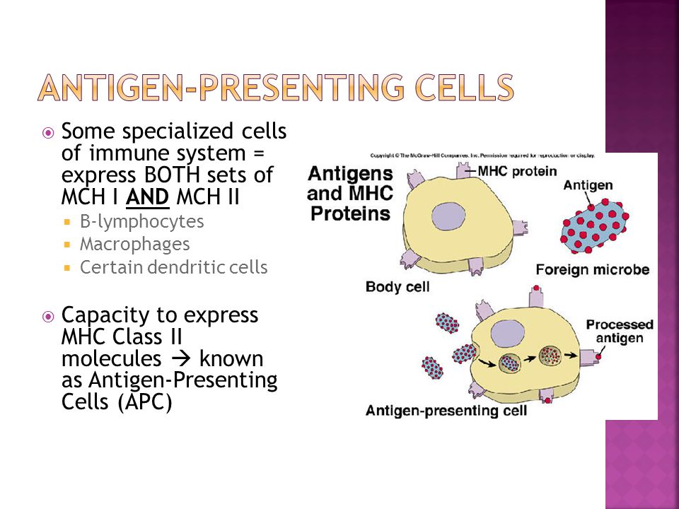  Some specialized cells of immune system = express BOTH sets of MCH I AND MCH II  B-lymphocytes  Macrophages  Certain dendritic cells  Capacity to express MHC Class II molecules  known as Antigen-Presenting Cells (APC)