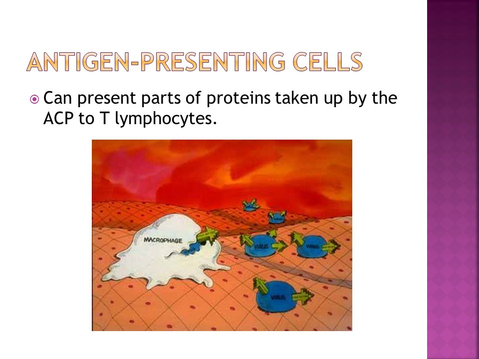  Can present parts of proteins taken up by the ACP to T lymphocytes.