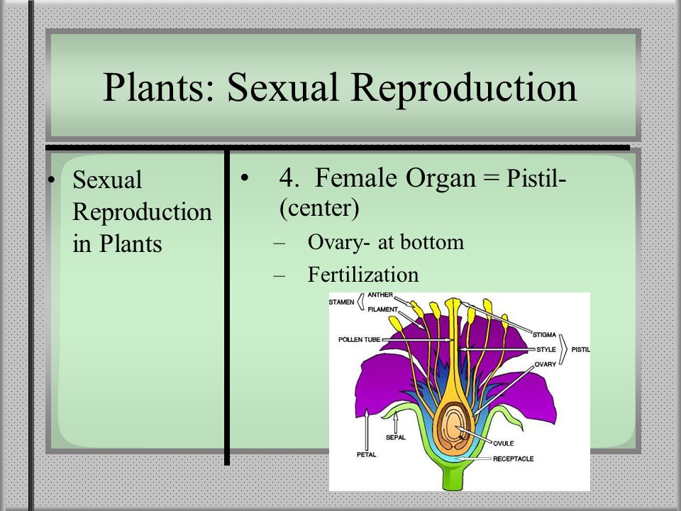 Reproduction in Plants and Animals. Plants: Sexual Reproduction Sexual  Reproduction in Plants 1. Flower = reproductive organ, makes gametes (sperm  and. - ppt download
