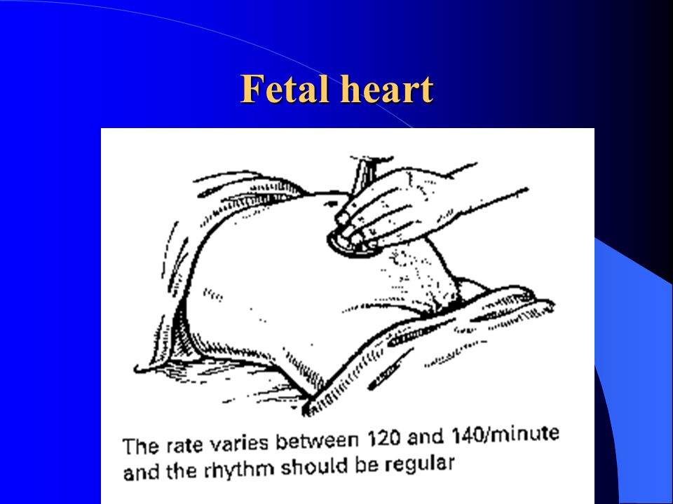 Fetal heart
